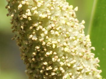 跡見群芳譜(野草譜 ショウブ)